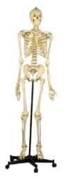 Bild von Skelett Homo 180cm